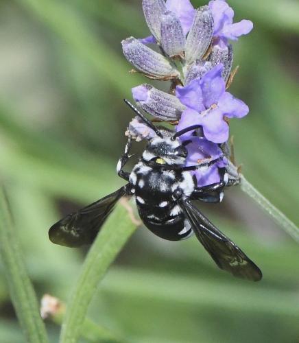 Réf. 236 454 : Thyreus sp.